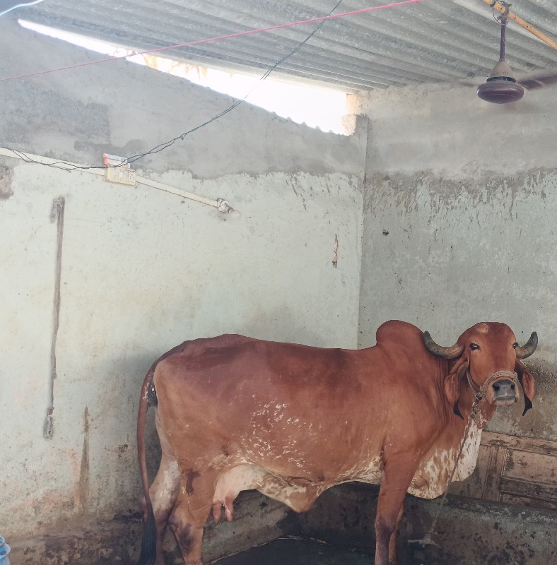 ગીર ગાય છે