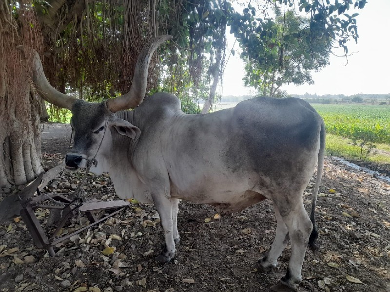 આ બળદ વેંચવા નો...