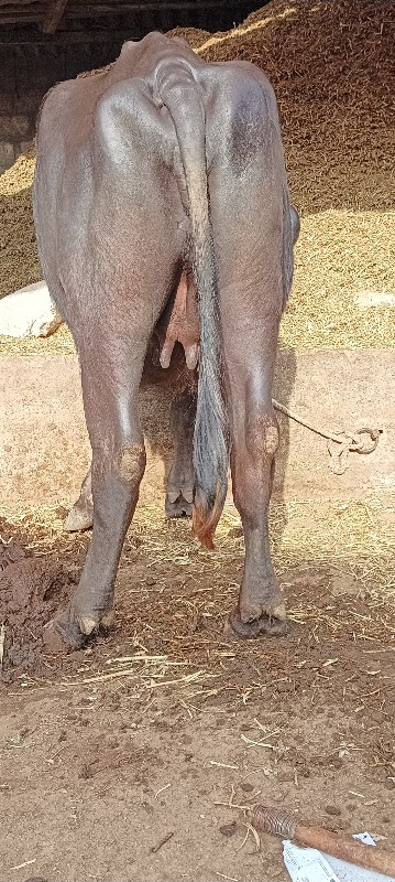 ભેંસ વેચવાની છે