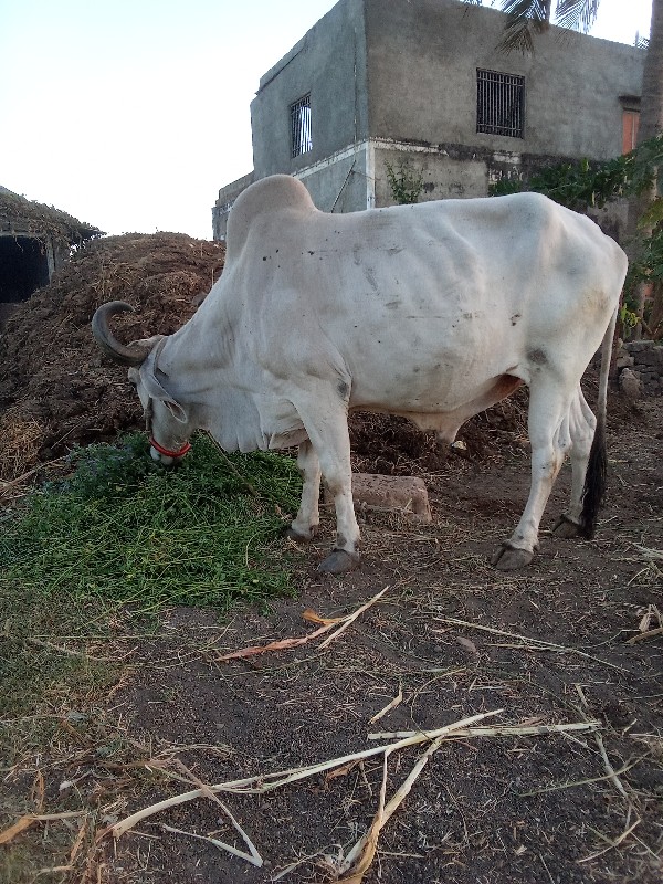 બડદ વેચવાનો છે
