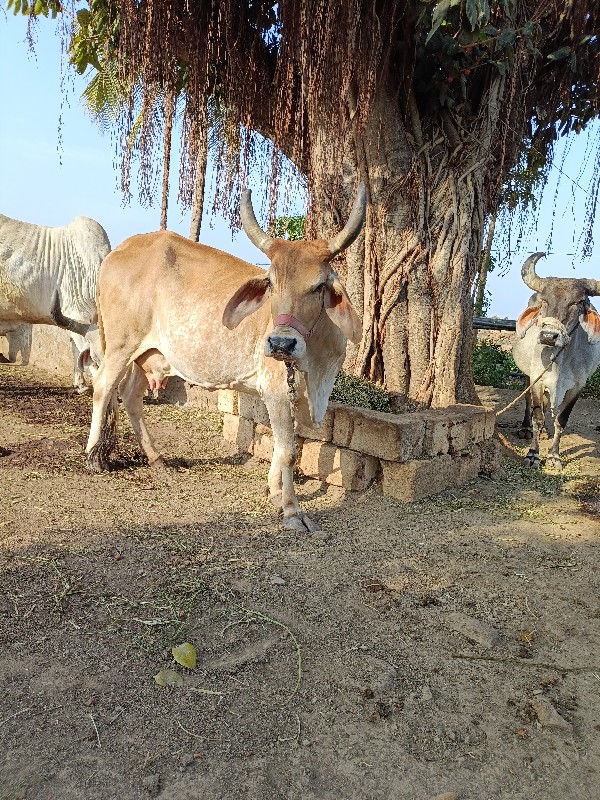 2 ગાય વેસવાનિછે