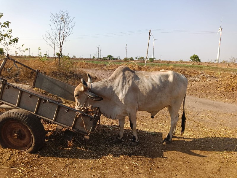 ગોઢલો વેચવાનો છ...