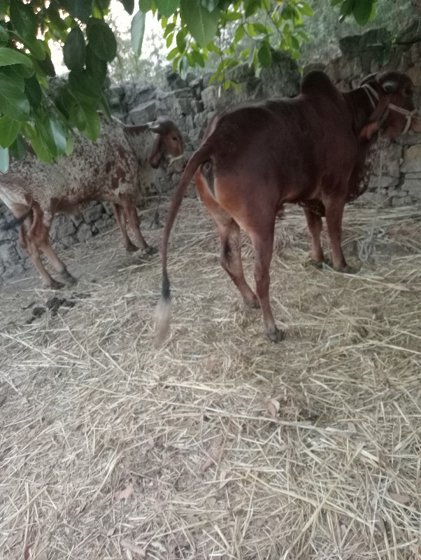 ગોધલાવેશવાનાછે