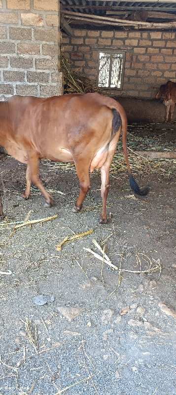 ગાય વેચવાની છે