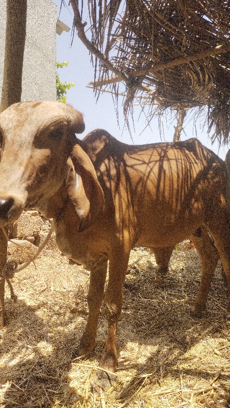ગોધલો