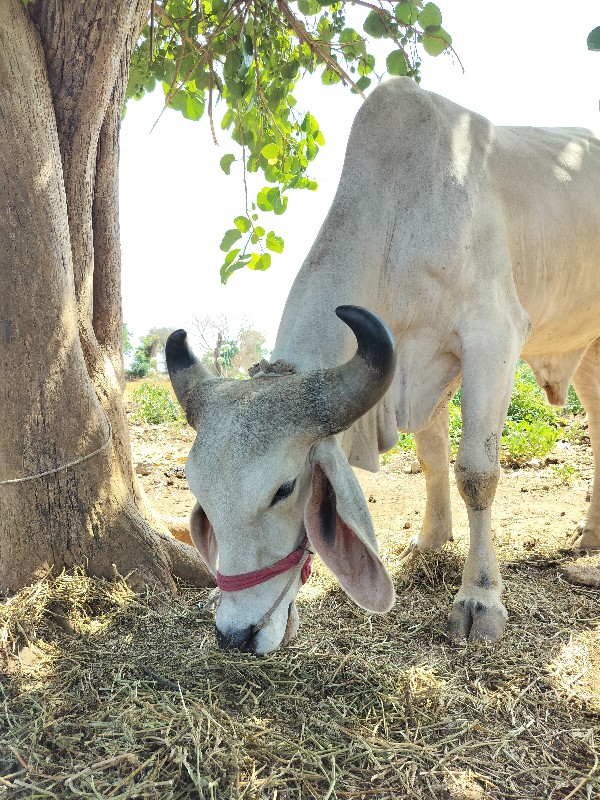 વેચવા નો છે
