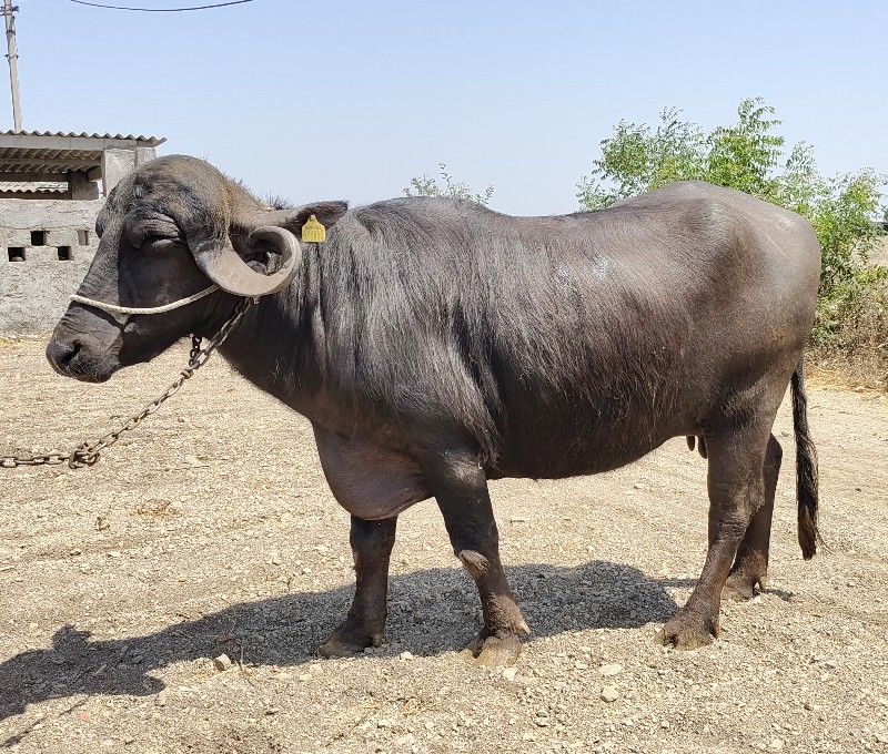 ભેંશ
