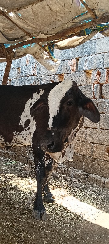 એસેબ ગાય