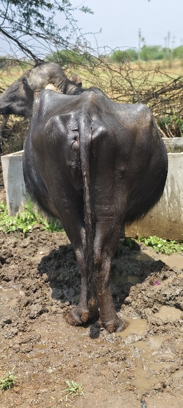 ખડેલી વેચવા ની...