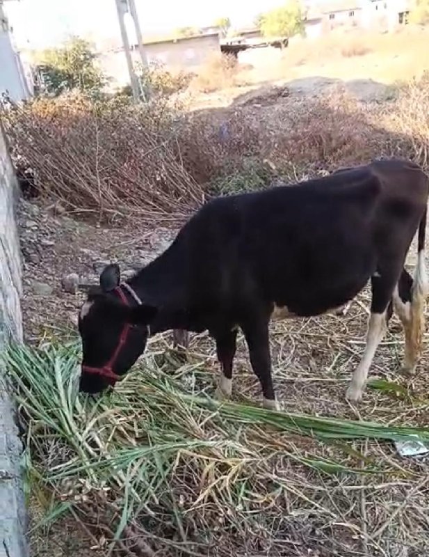જસી ઓડકી