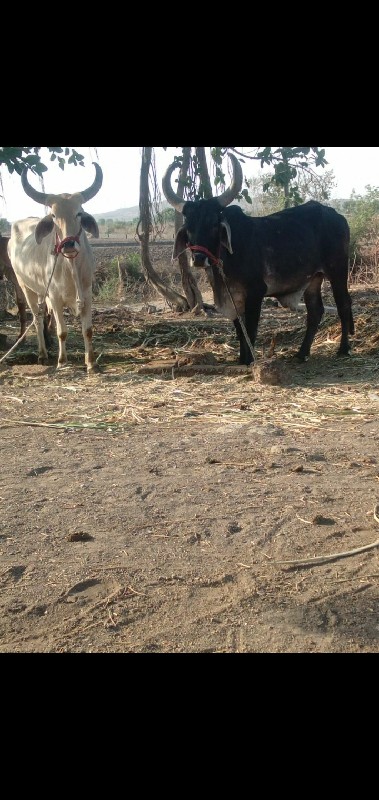 ગોઢલા‌ વેસાવ સે