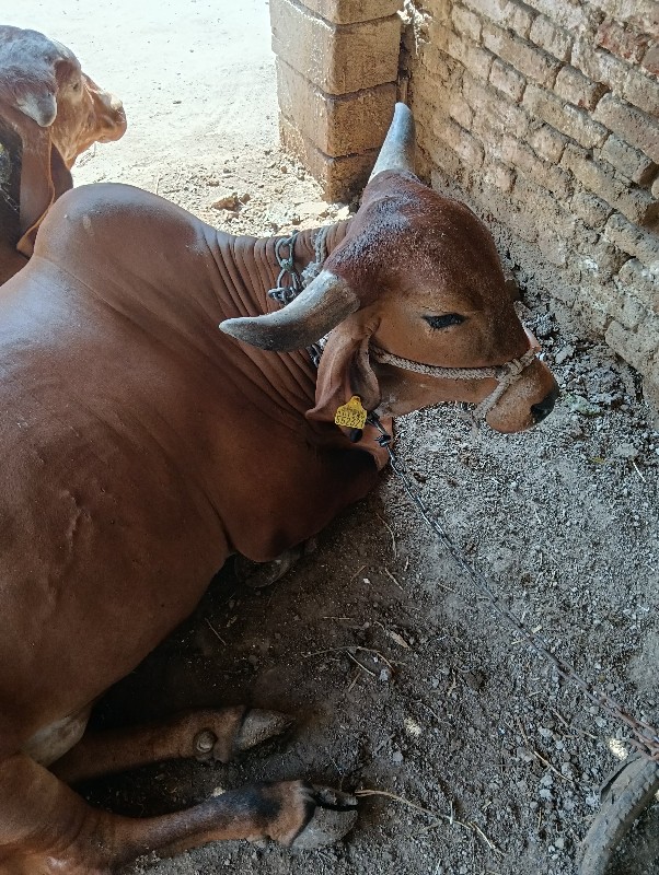 ગાય વેચવાની છે