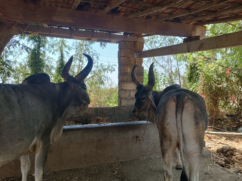 બળદ