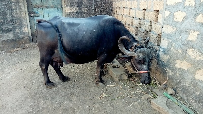 ભેંશ વેચવાની છે