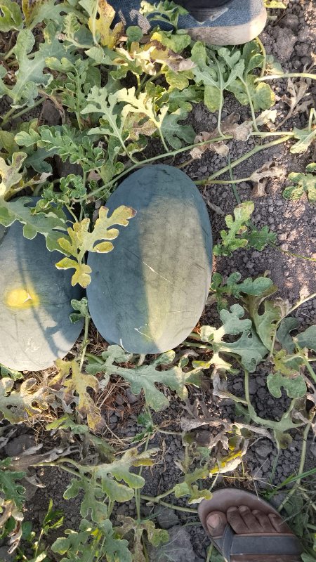 તરબૂસ બ્લેક