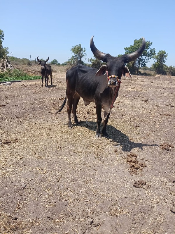 ગોઢલાવેચવાના છે