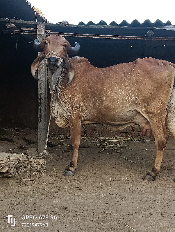 ગાય વેચવાની છે