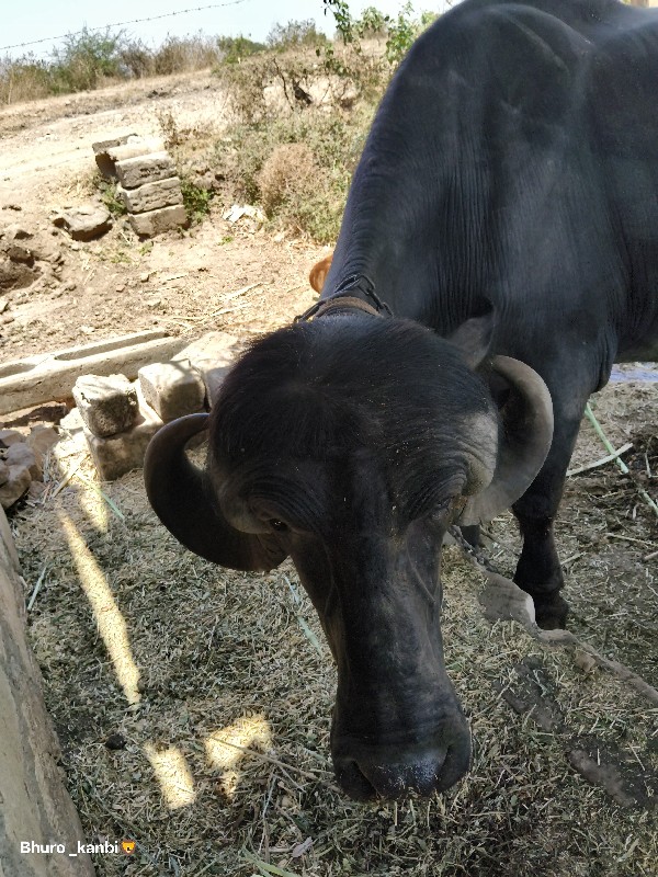 ભેંસ