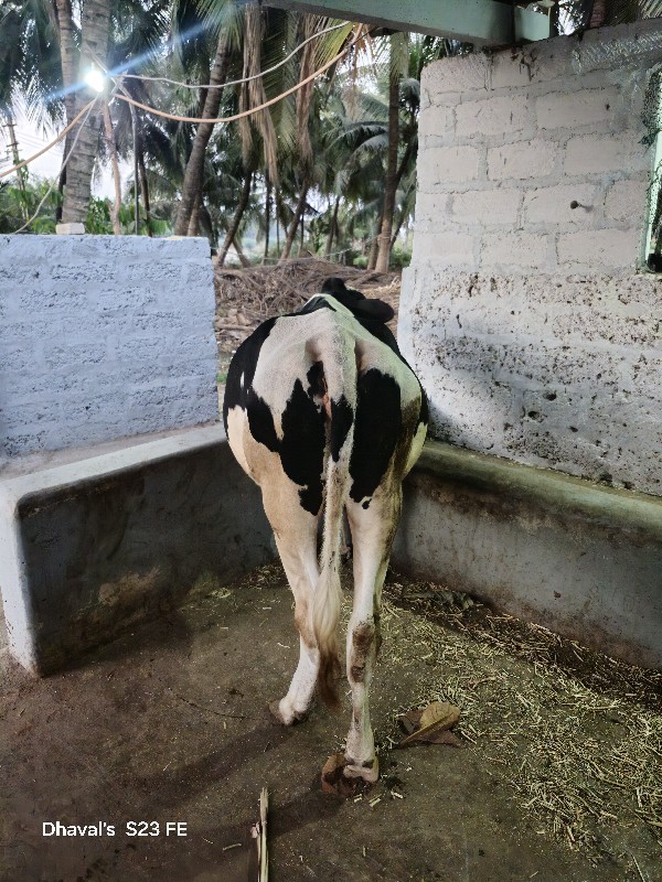 હોડકી વેચવાની છ...