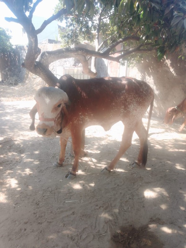 વાંસલડી.વેશવાની...