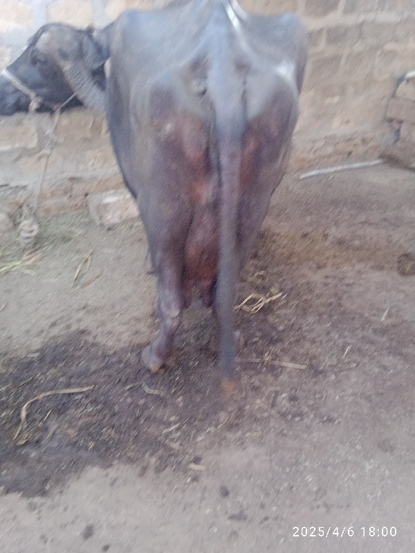 ભેસવેચવાનીસે