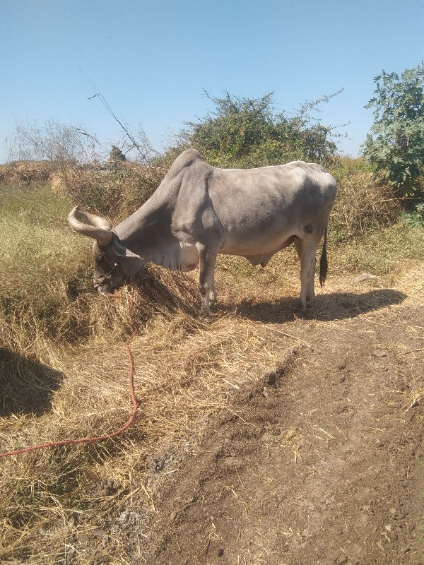 બળદ વેસ વાનો છે