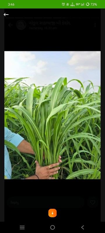 વાઢવાની જુવાર ન...
