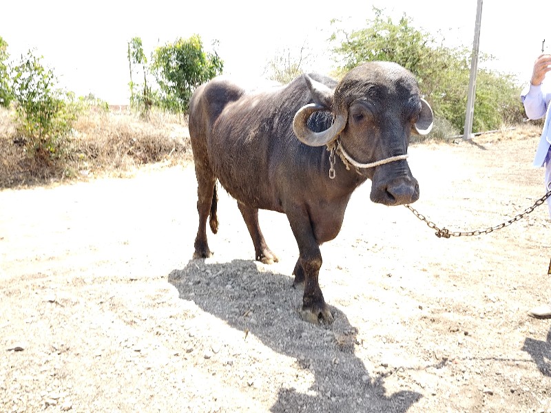 ભેંશ