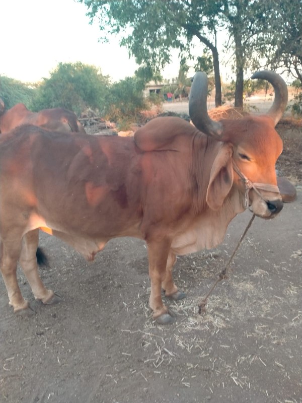 4 dhar che