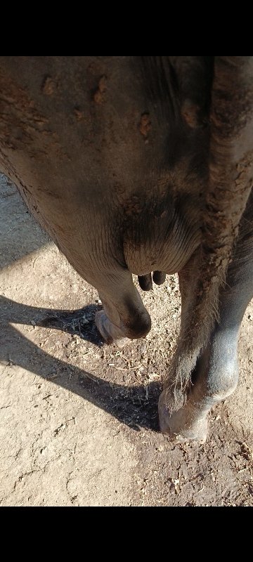 ભેસ