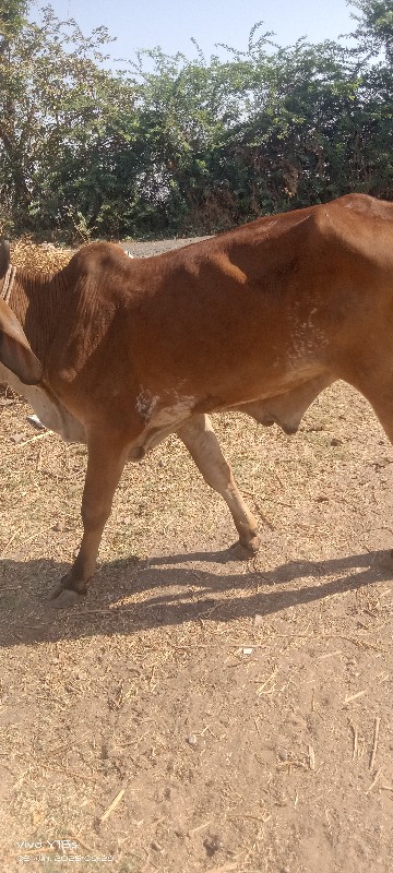 ગોઢલા  વેચવાના...