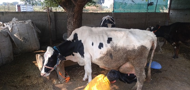 गाय 30 लिटर दूध