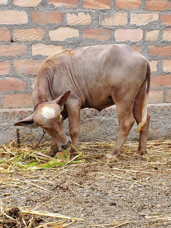 आ पाडी वेसवा नी...