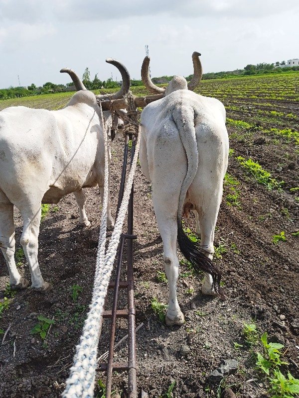 બળધીયાવેચવાનાશે