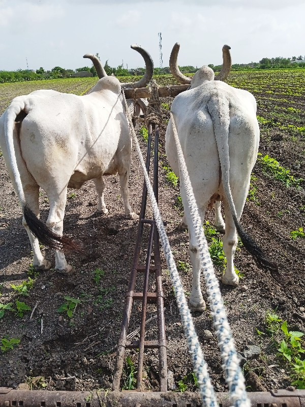 બળધીયાવેચવાનાશે