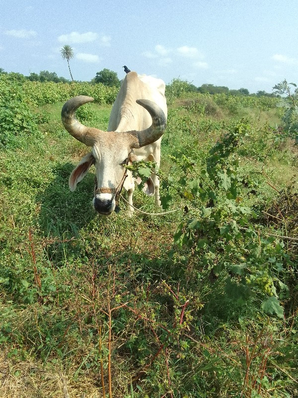 બળદ વેચવાનો છે