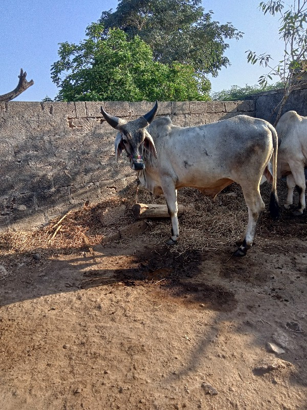 બળદ વેચવાના છે