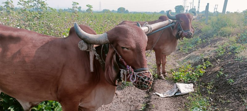 બળદ વેચવાના છે