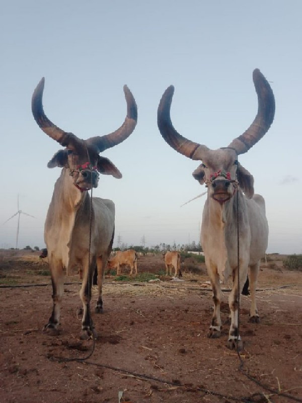 બળદ વેચવાના છે