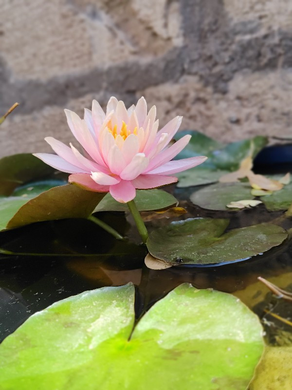 waterlily plant