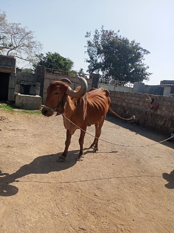 બળદ વેચવાના છે