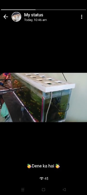 new fish tank g...