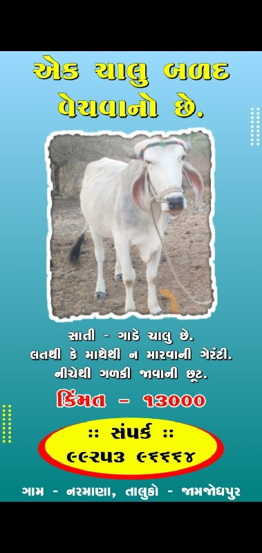 બળદ વેચવાનો છે