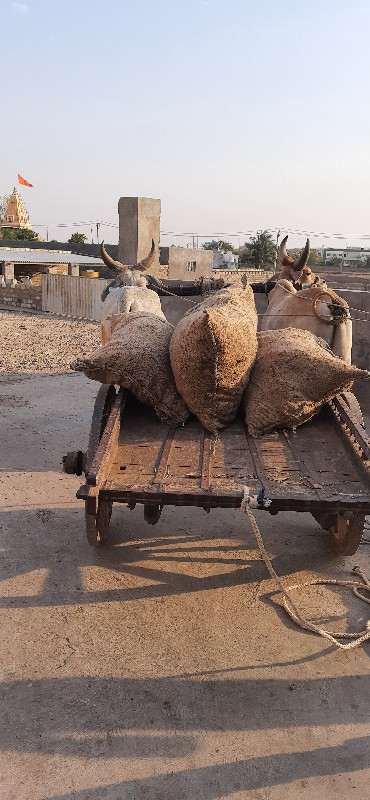 ગોઢલા વેચવાના છ...