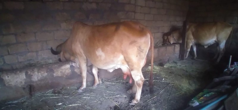 gir cow sale