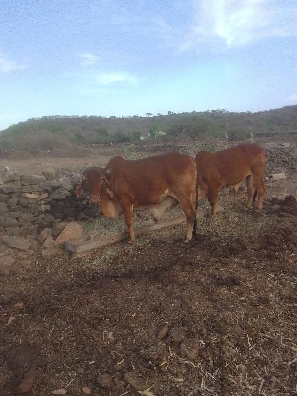 વાસડા બળદ  વેચવ...