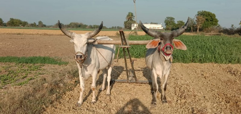 ગોઢલા વેસવા ના...