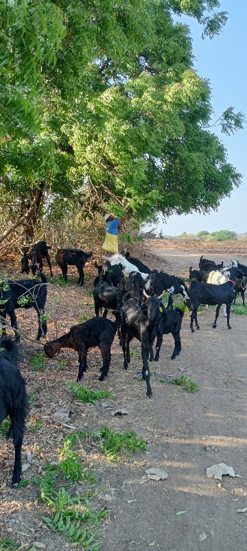 બકરા બકરી મિક્સ...