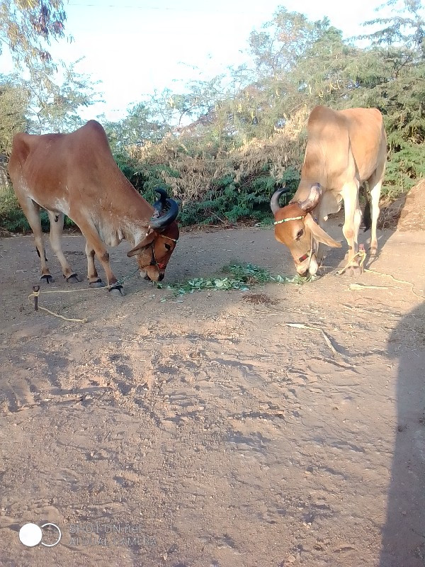 બળદ વેચવાના છે