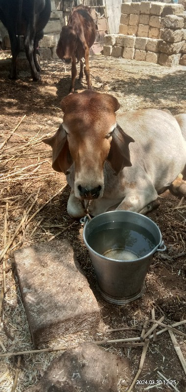 વાછડી વેચવાની છ...